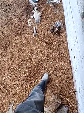 murokkk31 online show from November 15, 12:45 pm