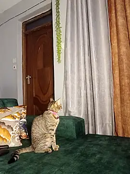 Snapshot of C-yoyo chatting on December 14, 9:58 am C-yoyo online show from December 14, 9:58 am