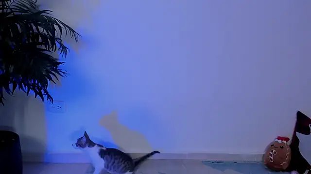 wendymoah online show from December 17, 3:28 am