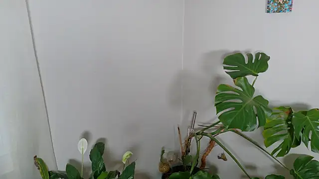 MistressKatie13xxx online show from January 15, 9:29 pm