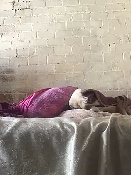 Snapshot of Sweet___Dick chatting on January 30, 7:18 am Sweet Dick online show from January 30, 7:18 am