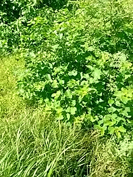 Khaleyssi online show from March 2, 7:32 pm