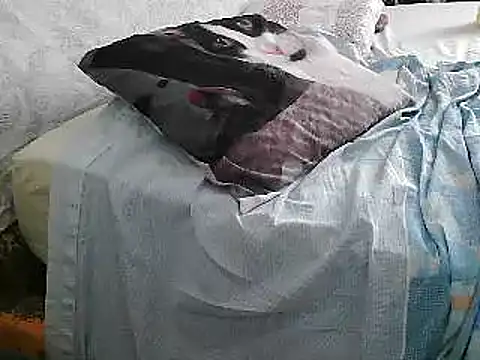 Snapshot of VeneRed chatting on June 26, 2:21 pm VeneRed online show from June 26, 2:21 pm