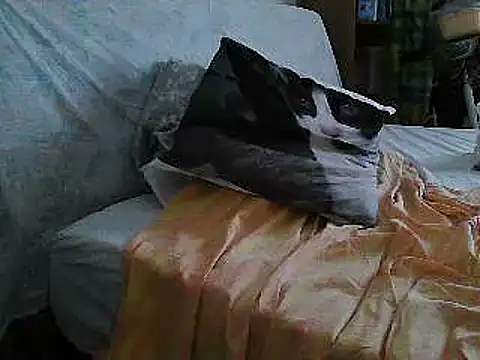Snapshot of VeneRed chatting on July 10, 11:24 am VeneRed online show from July 10, 11:24 am