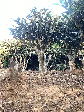 ShroveRising online show from January 17, 10:20 am