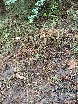 Snapshot of tamil000000 chatting on March 13, 1:43 am tamil000000 online show from March 13, 1:43 am