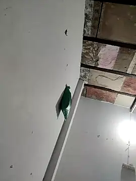 Masti441 online show from February 11, 10:26 am