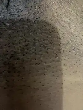 Snapshot of Gordelicia03 chatting on November 19, 3:12 pm Gordelicia03 online show from November 19, 3:12 pm