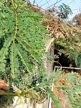 Snapshot of sweet_suman chatting on December 3, 4:53 am sweet suman online show from December 3, 4:53 am