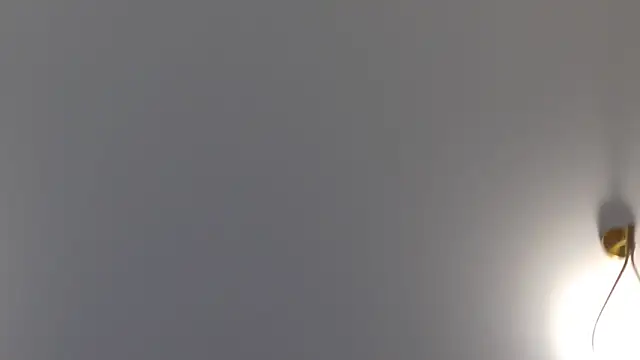Snapshot of Lilliana_Moon chatting on January 30, 1:42 pm Lilliana Moon online show from January 30, 1:42 pm