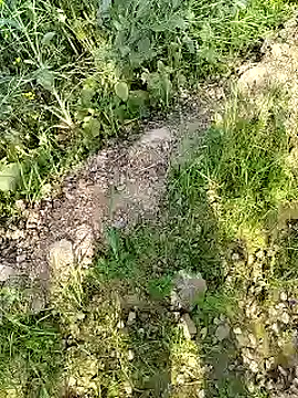 xmanrawan2 online show from February 17, 4:31 am