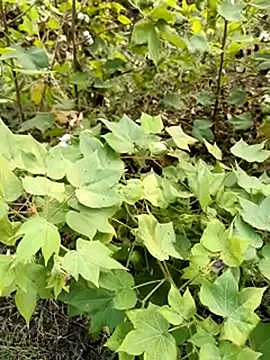 Snapshot of himvilohi08 chatting on October 23, 11:42 am himvilohi08 online show from October 23, 11:42 am