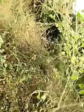 himvilohi08 online show from January 8, 4:15 am