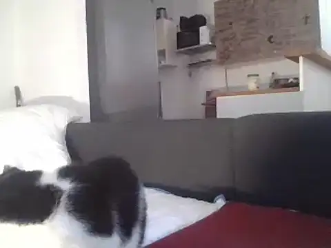 ThePython666 online show from March 22, 7:25 am