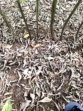 JAZZYS8 online show from October 1, 7:47 am