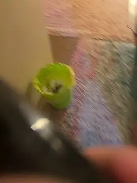 So8nan online show from November 10, 5:34 pm