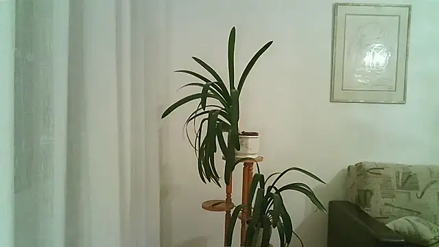 Dartanjanas13 online show from November 28, 8:11 pm