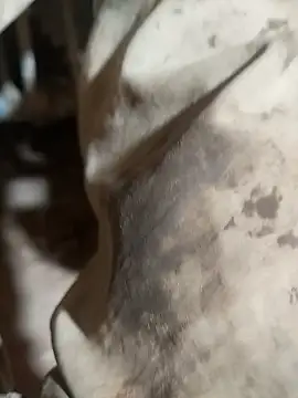 Snapshot of ParousFlow chatting on October 15, 9:37 pm ParousFlow online show from October 15, 9:37 pm