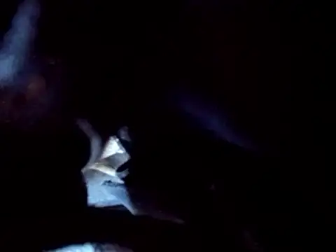 Snapshot of PENTHOUSECEOCLUBHOUSEPRES chatting on November 25, 6:41 pm PENTHOUSECEOCLUBHOUSEPRES online show from November 25, 6:41 pm