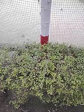 Snapshot of monty935 chatting on December 4, 11:41 am monty935 online show from December 4, 11:41 am