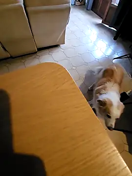 Snapshot of Stingles chatting on October 3, 6:43 am Stingles online show from October 3, 6:43 am