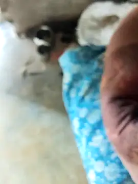 Snapshot of INTERNATIONAL0001 chatting on December 3, 3:03 am INTERNATIONAL0001 online show from December 3, 3:03 am