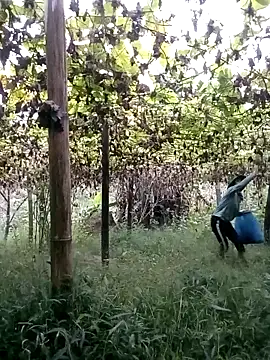 Snapshot of ngan-cute chatting on October 22, 11:15 pm ngan-cute online show from October 22, 11:15 pm