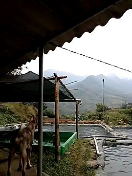 Snapshot of ngan-cute chatting on November 21, 2:21 am ngan-cute online show from November 21, 2:21 am