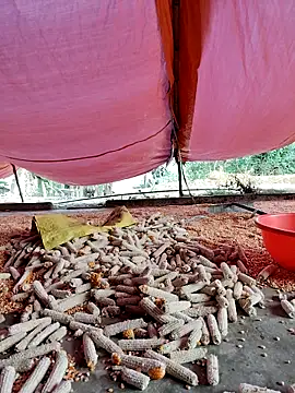 Snapshot of Tin_tanny chatting on November 27, 12:13 am Tin tanny online show from November 27, 12:13 am