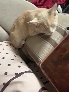 Snapshot of ksenia123 chatting on September 24, 6:28 am ksenia123 online show from September 24, 6:28 am