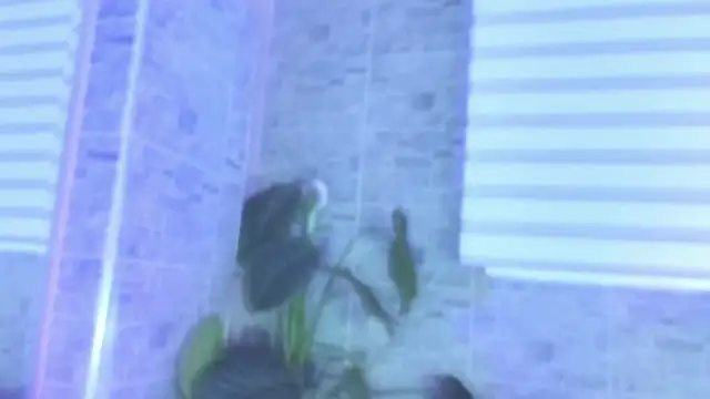 Snapshot of SophiaBloss chatting on November 22, 12:26 pm SophiaBloss online show from November 22, 12:26 pm