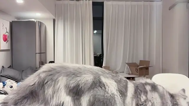 Snapshot of ZhaoZhao-ZM chatting on October 11, 2:15 pm ZhaoZhao-ZM online show from October 11, 2:15 pm