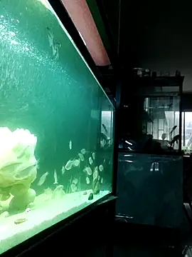 kata 77 online show from October 4, 3:48 am