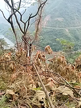 Snapshot of Mising5022 chatting on December 4, 6:55 am Mising5022 online show from December 4, 6:55 am