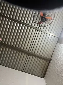 tabby-cat11 online show from February 3, 8:30 am