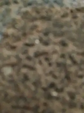 Snapshot of Orlao25cm chatting on November 12, 2:45 am Orlao25cm online show from November 12, 2:45 am