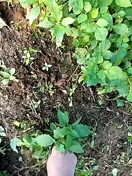 Snapshot of Fish_yellow chatting on December 14, 9:47 am Fish yellow online show from December 14, 9:47 am