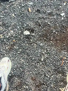 Snapshot of Rico1_1 chatting on November 18, 8:41 am Rico1 1 online show from November 18, 8:41 am