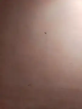 TuFlapito online show from November 16, 2:55 pm