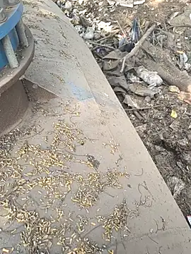 Playboy pune  online show from November 26, 9:10 am