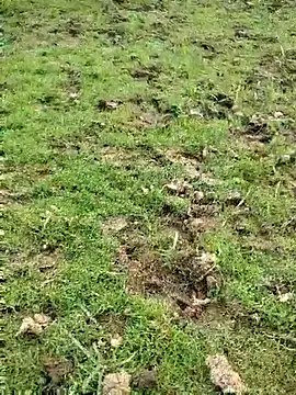 88zaifkhan88 online show from March 15, 11:38 am