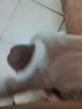 Snapshot of Amoooooun chatting on December 17, 9:04 am Amoooooun online show from December 17, 9:04 am