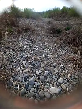 Shank599 online show from March 29, 6:35 am