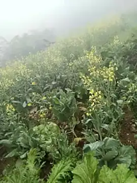 neko-nancy online show from February 8, 2:59 am