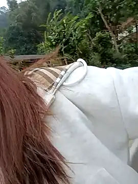 Snapshot of Chinchink2 chatting on December 15, 4:17 am Chinchink2 online show from December 15, 4:17 am