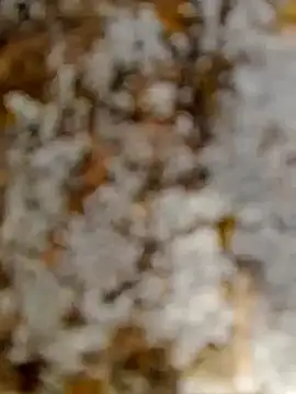 GanaderoMorboso online show from February 15, 11:08 am