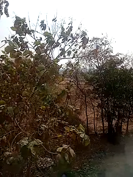 DesiPlayboy09 online show from February 22, 8:24 am