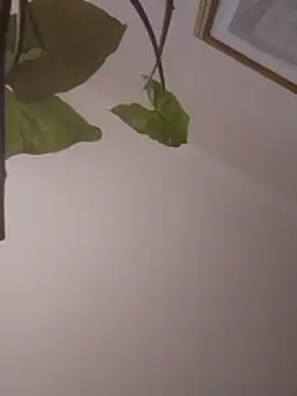 Snapshot of NickoHetero chatting on January 13, 2:11 pm NickoHetero online show from January 13, 2:11 pm