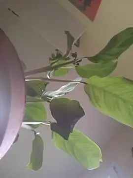 Snapshot of NickoHetero chatting on January 17, 2:44 pm NickoHetero online show from January 17, 2:44 pm