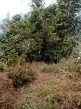 sushi-asa online show from February 24, 1:47 am